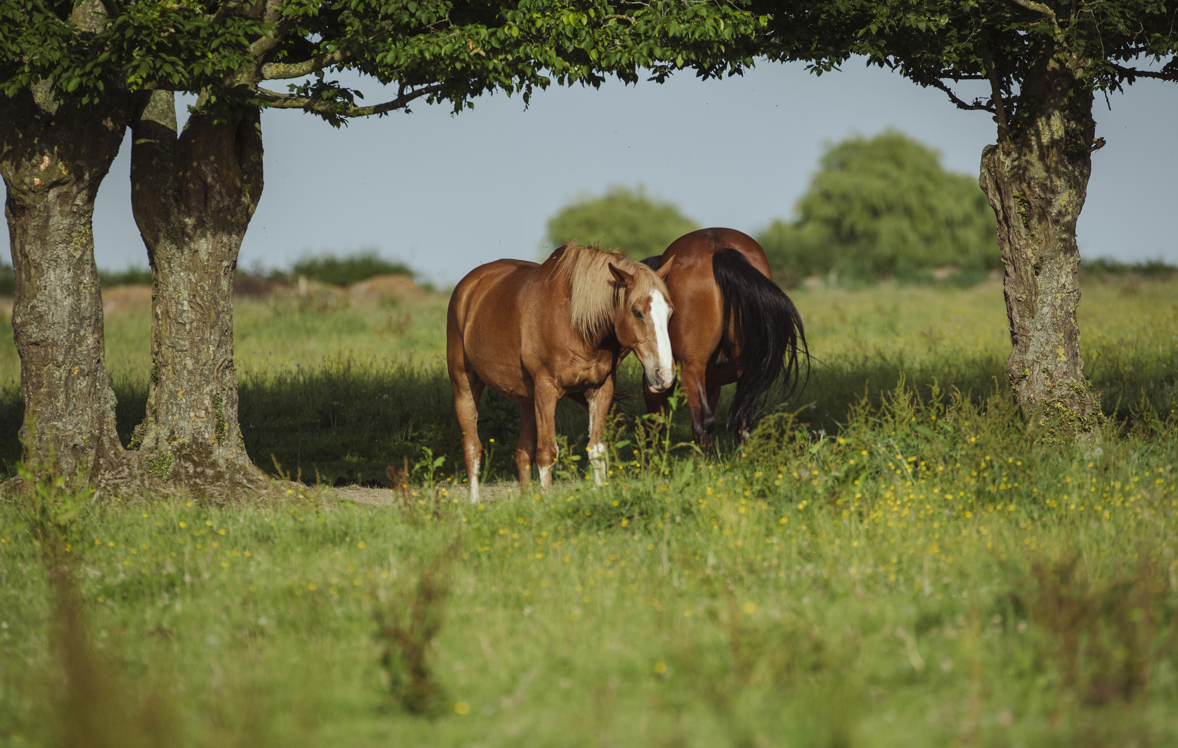 « Au galop ! Une saison à cheval » revient sur Okoo